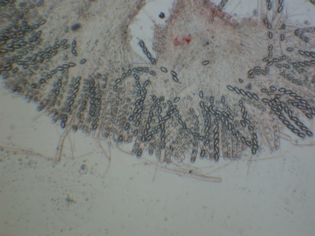 Geopora sumneriana ... in MICRO